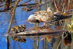 Mallard Family Reflections